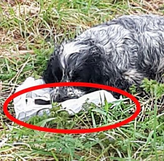 Bikers found an ABANDONED DOG holding a plastic BAG in his mouth. When they looked inside they were shocked and RAN immediately for help. Here’s what the dog PROTECTED