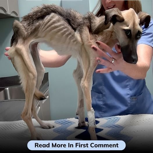 A Poor Dog Has Been Starved For Many Years, Only Skin And Bones Then Amazing Transformations!