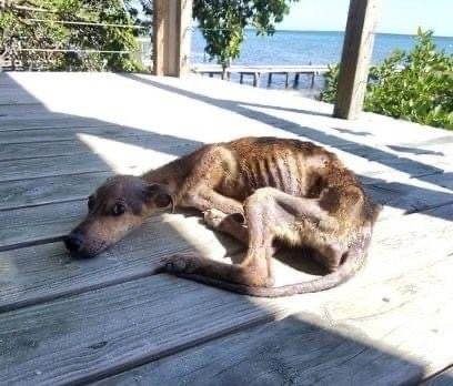 A dog, starving and isolated on a deserted island with only days left, is suddenly visited by someone unexpected… Look in the comments!
